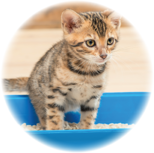 ペットのケージやトイレ等のニオイに